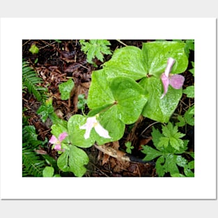 three trilliums in the rain Posters and Art